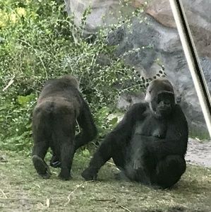 Meet your Posher, Davido